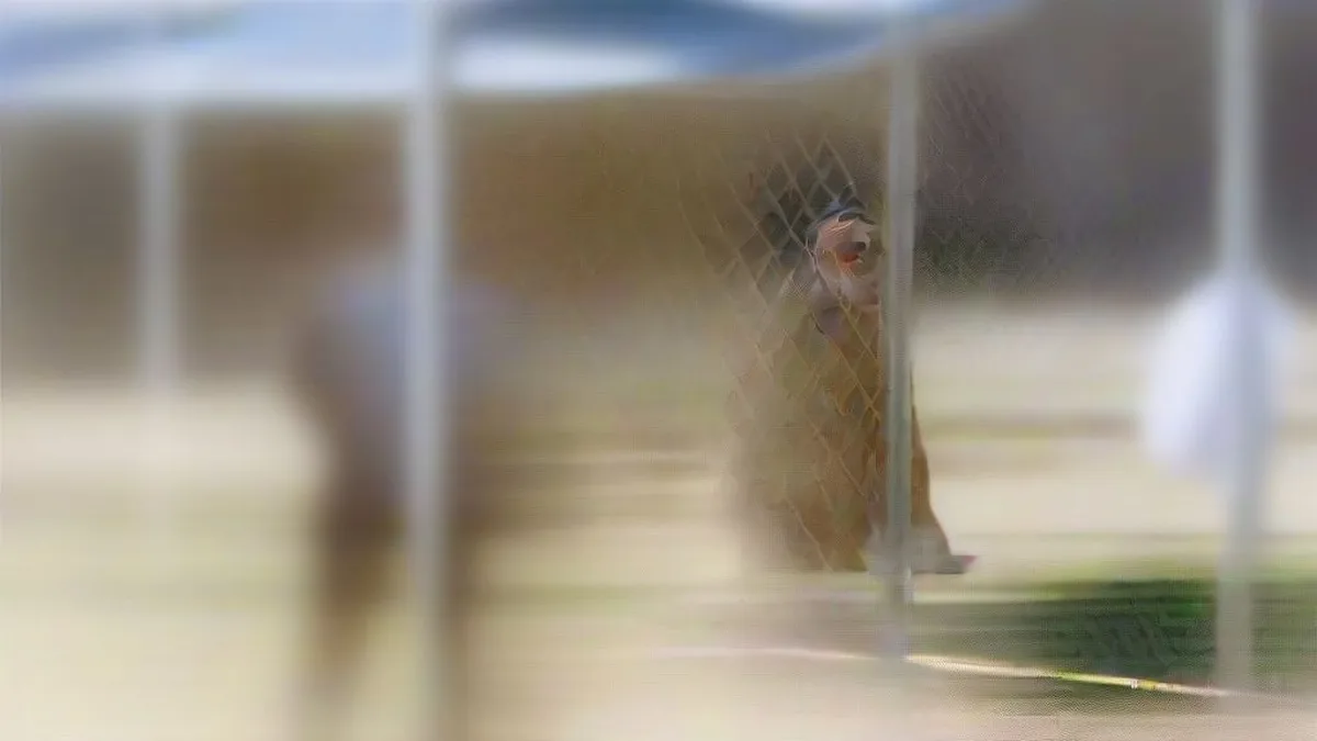 Cricket observer watching young cricketers practice in outdoor nets